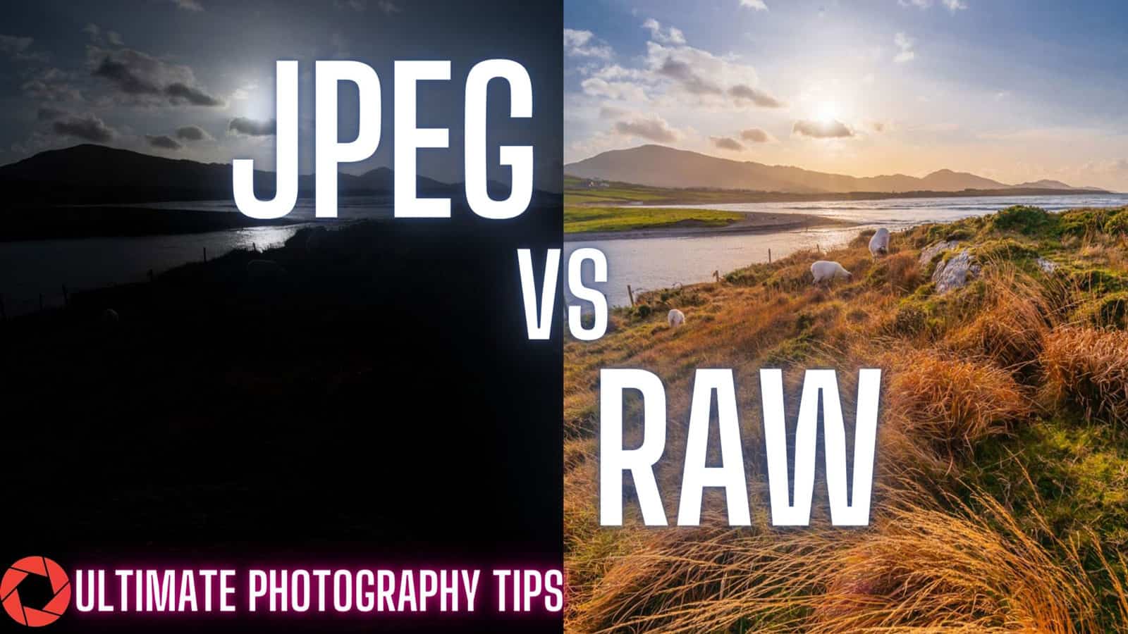 The original Raw and original Jpeg Photos of two sheep at sunset