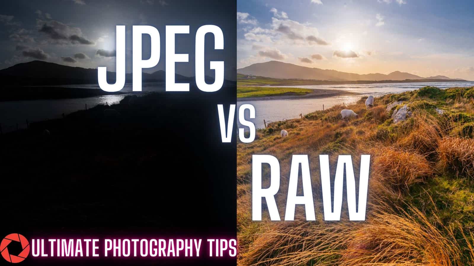 JPEG-VS-RAW The original Raw and original Jpeg Photos of two sheep at sunset