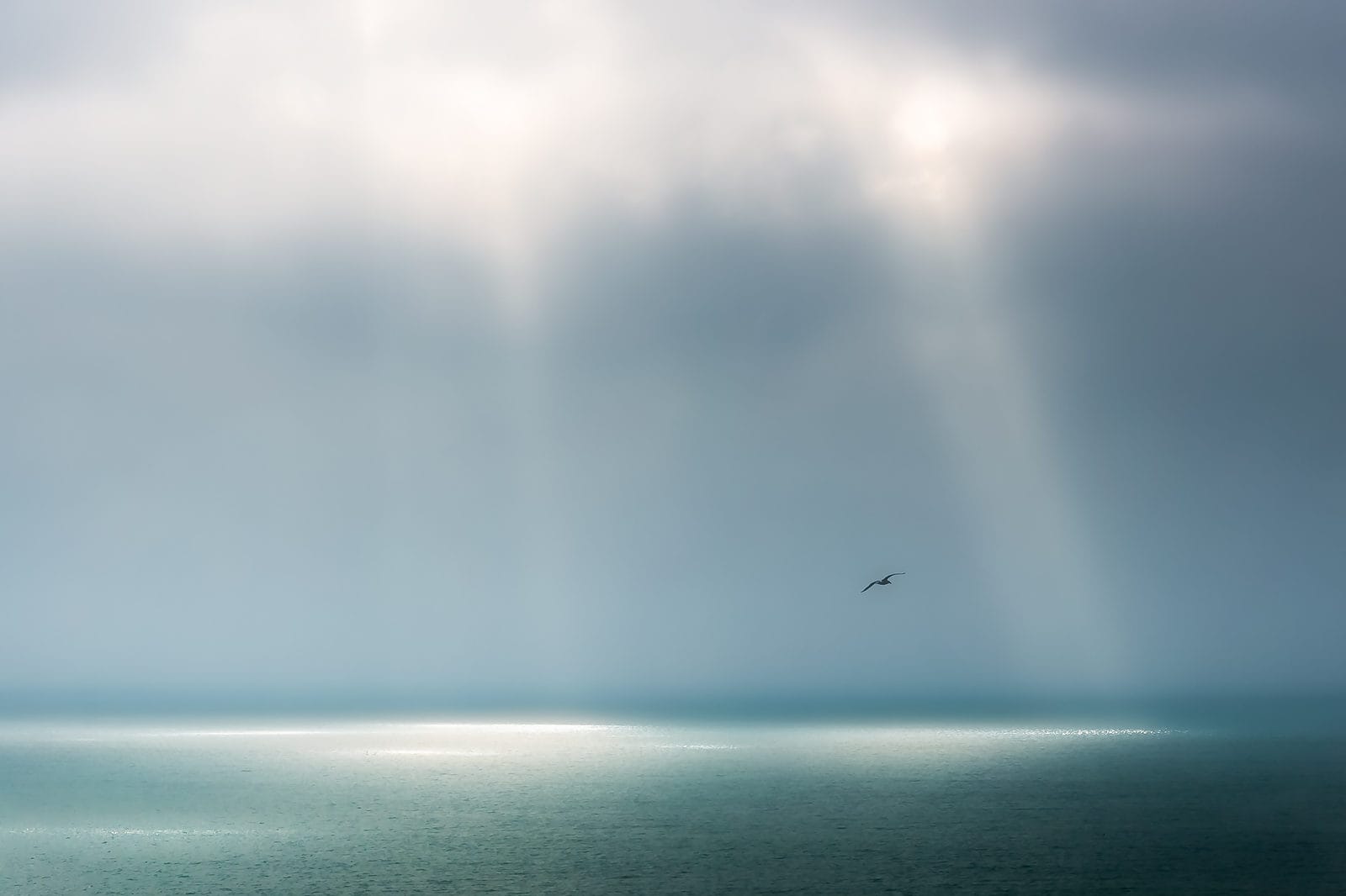 A one Seagull flying over the atlantic Ocean in West Cork, Ireland by Kieran Hayes: Landscape Photography Ireland.