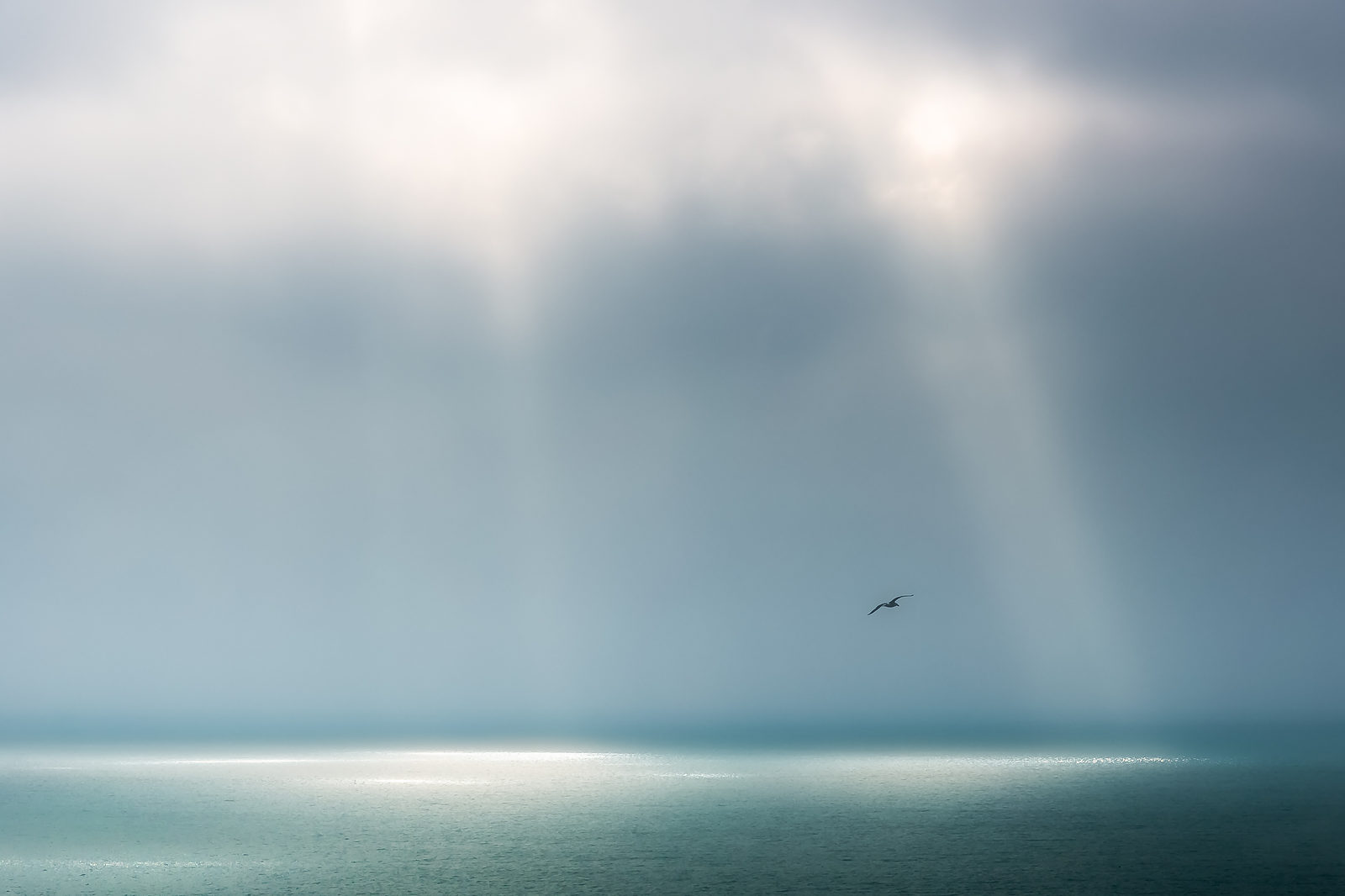 Landscape Photography Ireland Seagull soaring Seagull Soaring over the ocean Landscape Photography Ireland